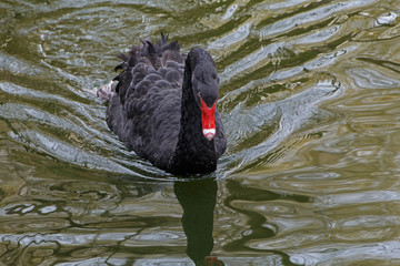 black swan swimming in the lake