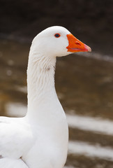 close up of white goose at pond