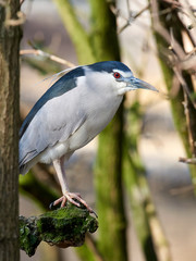 Fototapeta premium Black-crowned night heron (Nycticorax nycticorax)