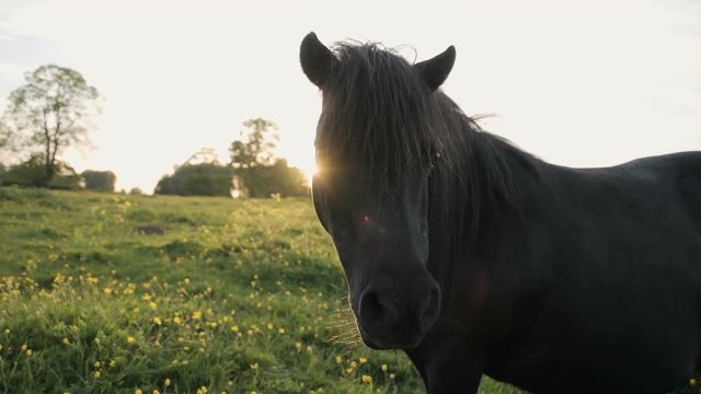 Shetland ponies grazing and relaxing at sunset in a buttercup field. Shot in slow motion at 240fps.