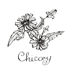 Chicory flowers, Hand drawn vector Illustration