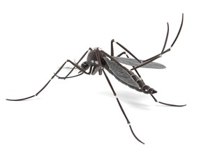 3d render of Aedes Aegypti