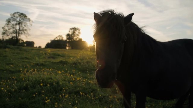 Shetland ponies grazing and relaxing at sunset in a buttercup field. Shot in slow motion at 240fps.