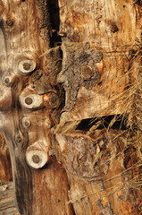 wood background close-up