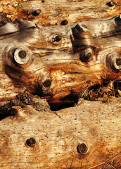 wood texture or backdrop