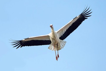 White stork (Ciconia ciconia)