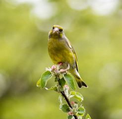 Greenfinch in blossoming apple tree
