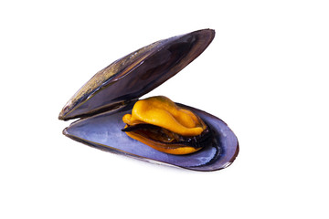 seafood, mussels isolated on white