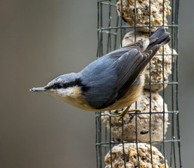 Nuthatch with fat balls