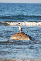 Fototapeta premium Isola di Sardegna, mare, cormorano sulle rocce, water, fauna, mare mediterraneo, estate,