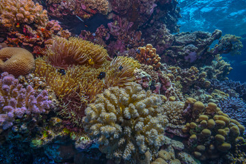Naklejka na ściany i meble Anemonefish nursery coral reef scene