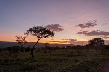 Fototapeta na wymiar Savanna plain with acacia trees at dawn against distance view on mountain. Serengeti National Park, Tanzania, Africa. 