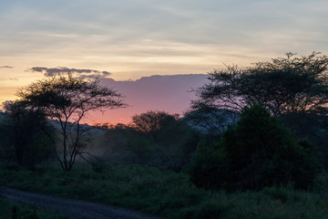 Savanna plain with acacia trees at dawn against distance view on mountain. Serengeti National Park, Tanzania, Africa. 
