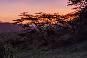 Acacia tree on slope against bright sunrise glow over mountain background. Serengeti National Park, Tanzania, Africa.
