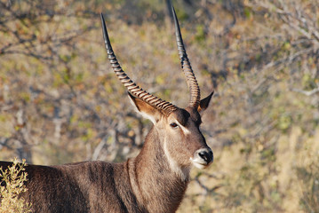 Impalas Antilope 