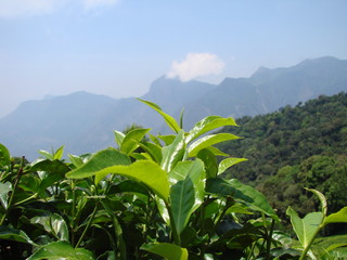 tea bush leaves