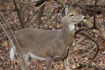 Background with a deer looking at something