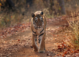 Naklejka premium 110317 One afternoon a tigermale is walking on the path in the Tadoba reserve..Photo by:Jan Fleischmann