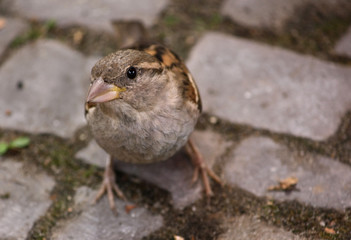 Spatz in der Stadt