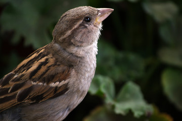 Spatz