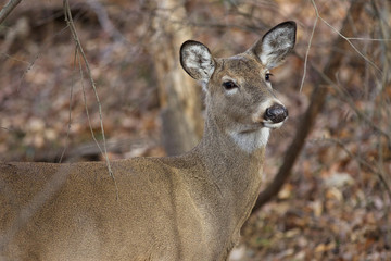 Picture with a deer slanting to the camera