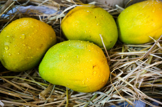 Alphonso mangoes packed in straw India