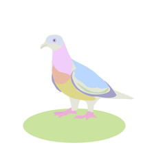 dove, vector illustration, bird living next to a man