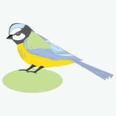 Tit bird. Titmouse. Vector illustration of a titmouse bird, isolated on white background.