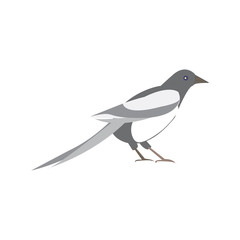 Magpie bird. Vector illustration of a black and white bird