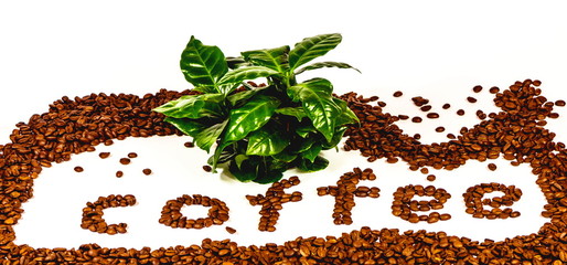 geröstete Kaffeebohnen, mit grüner Kaffeepflanze