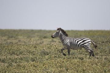 Fototapeta na wymiar Portrait of wild free roaming zebra 