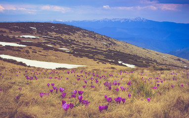 Panoramic view of a meadow of blooming crocuses in the mountains.