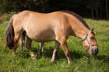Naklejka na ściany i meble cavallo marrone con chioma nera tra l'erba