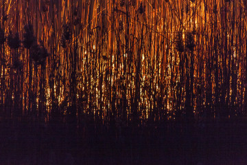 Burning reeds night