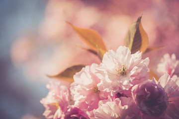 Zierkirschen im Frühling, Nahaufnahme 