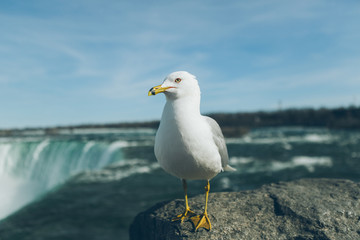 seagull standing on Niagara Falls