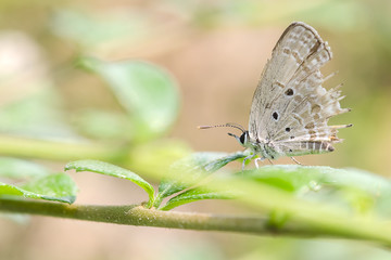 Close up butterfly on leaf