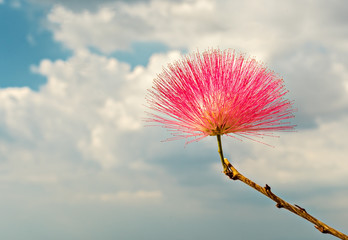 Blossoming Albizia julibrissin is known as Lenkoran acacia tree   