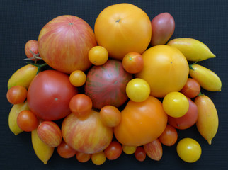 Diverse varieties of tomatoes close-up
