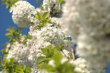 Войлочная вишня в цвету
