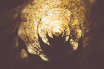 Big Brown Seashell Filtered