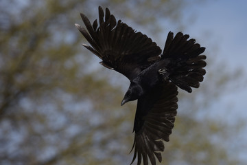 Carrion Crow