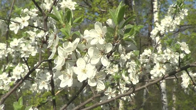 Spring flowers on trees - white and pink cherry, almond, apple, peach, bird cherry, cercis, chestnut