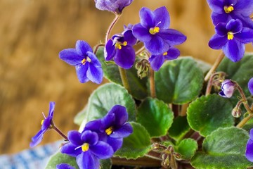 Gentle blue violets 