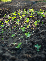 tomato seedling in garden