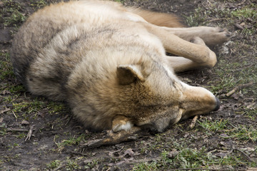 Close-up of a sleeping wolf in a bear park in Hungary