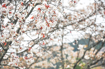 Spring cherry blossom blur background