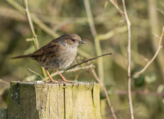Dunnock or hedge sparrow