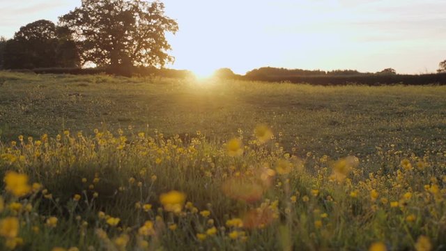 A slow motion shot of a camera moving through a buttercup meadow at sunset
