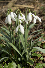 Fototapeta na wymiar Snowdrops in the forest in Hungary